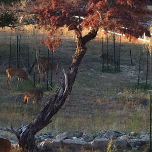 Meet your Posher, Goldie